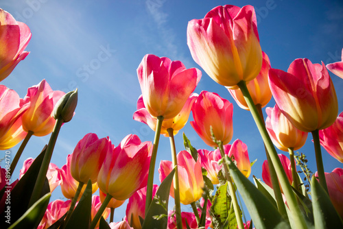 Photographic documentation of a tulip flower cultivation