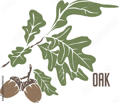 Common oak and acorns in vector silhouette. Quercus robur medicinal herb image. Set of vector botanical illustration of Oak branch in color for medicine. Contour and silhouette of oak leaves and acorn