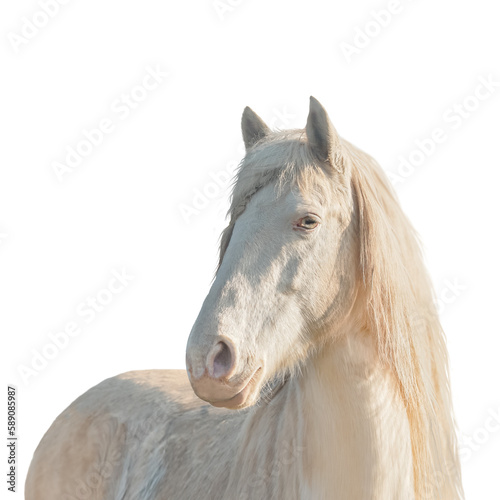 Palomino lusitano horse head, isolated photo