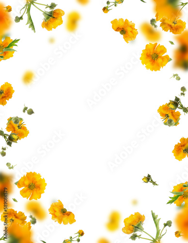 Floral frame overlay of  yellow flowers, isolated 