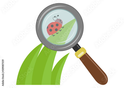Magnifying glass increases the little ladybird on a green leaf
