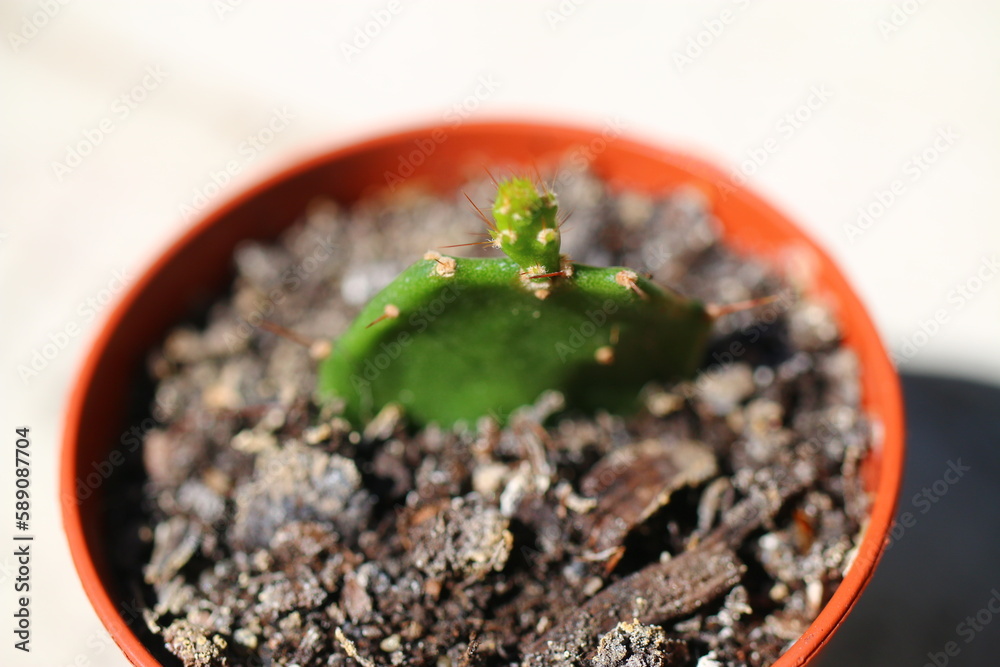 © Perovskia - opuntia opuncja brazylijska kaktus © Perovskia - opuntia opuncja brazylijska kaktus