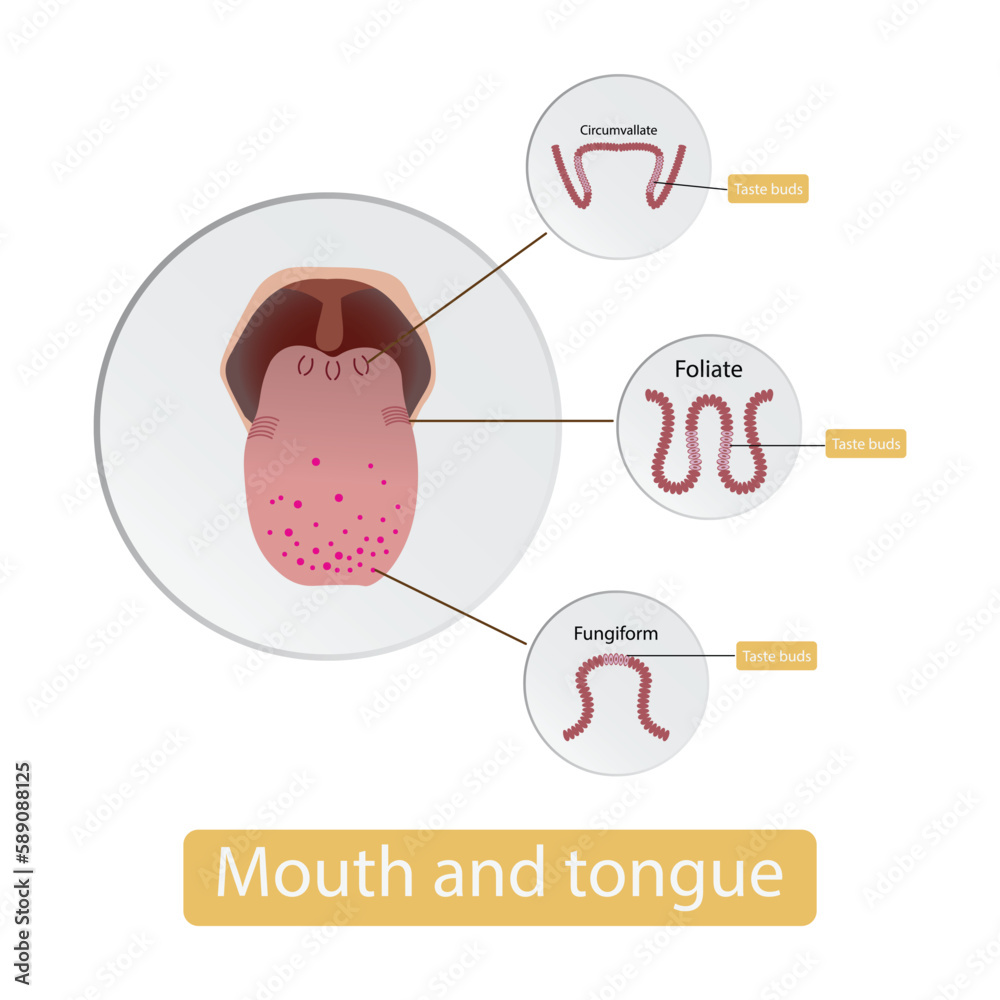 Vetor de illustration of biology, Mouth and tongue, Taste buds are