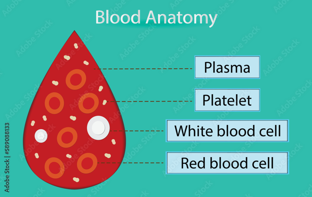 illustration of biology and medical, Blood anatomy, A drop of blood