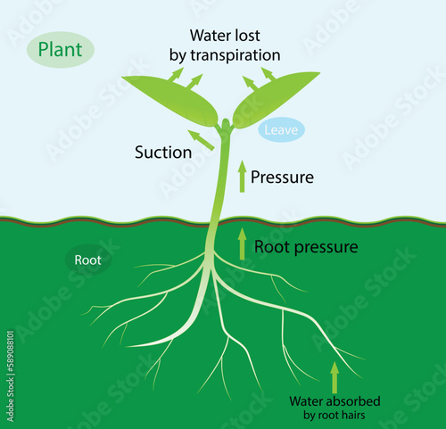 illustration of biology, water lost by transpiration, Transpiration stages in plants. Roots absorb water from the soil, travels from root to up leaves, evaporates on the surface of the leaves