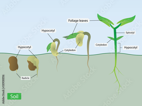 illustration of biology, patterns of change in seed, cotyledons expand, throw off the seed shell and become photosynthetic above the ground, is epigeal germination