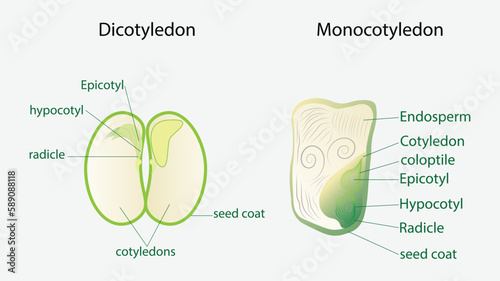 illustration of biology, seed plant, Corn Seed Structure Monocot, Bean Seed Structure Dicot, structure monocot and dicot plant seeds in a cut sections, Agricultural biology soil and ecology