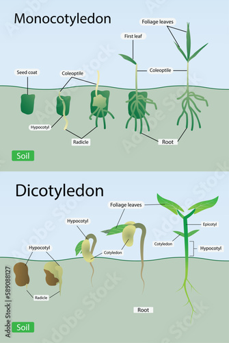 illustration of biology, Growth of monocotyledon and dicotyledonous plants, patterns of change in seed, Monocots and dicots vector illustration, Labeled comparison division scheme photo