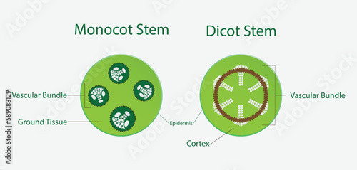 illustration of Biology, Monocot stem, Dicot stem, dicot stems have trichomes, monocot stems do not have trichomes, phloem and xylem