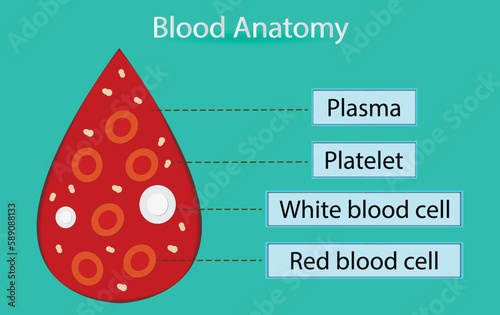 illustration of biology and medical, Blood anatomy, A drop of blood, Anatomy of Human Heart and blood cells, Blood cells: platelets, white blood cells and red blood cells