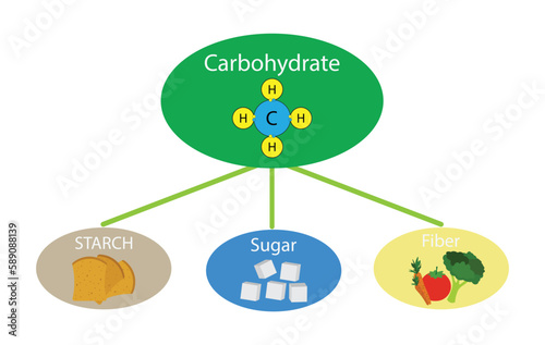 illustration of biology, Carbohydrates are found in a variety of foods, both healthy and unhealthy, The most common and abundant forms are sugars, fibers and starches, Foods High in Carbs 