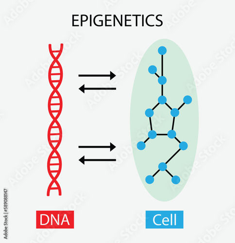 illustration of biology, Epigenetic, the traditional genetic basis for inheritance, epigenetic mechanisms: the acetylation or methylation of dna can activate or not the gene transcription photo
