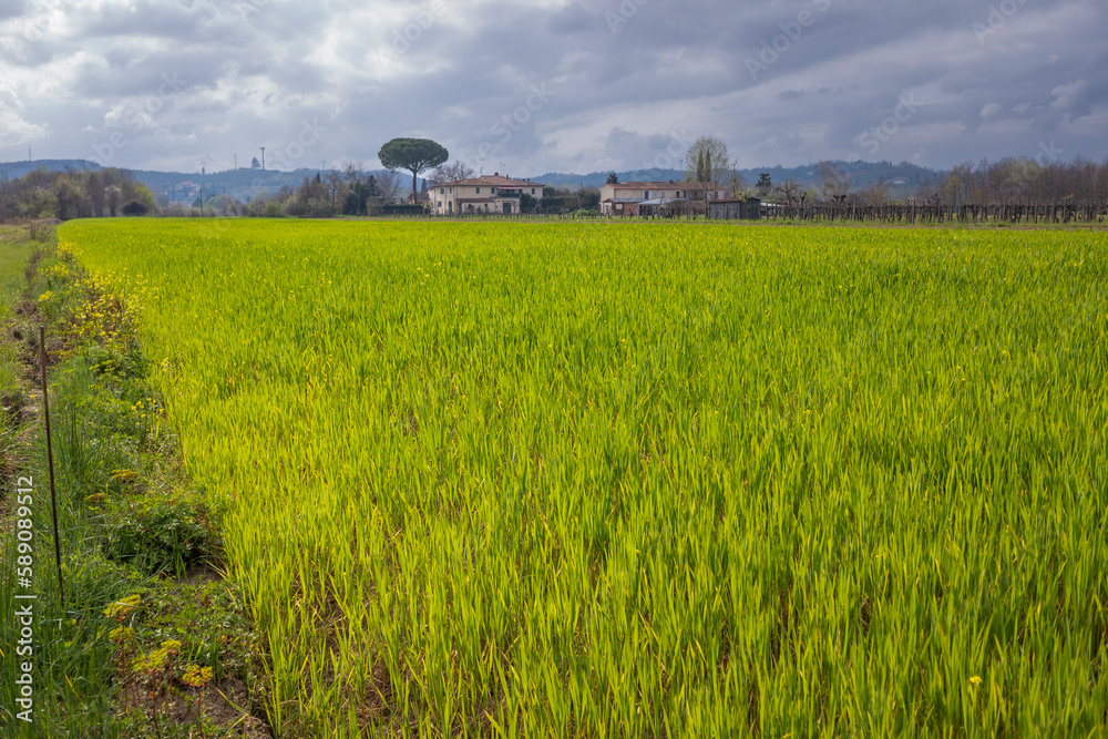 erba giovane e verde campo di grano erba giovane e verde campo di grano