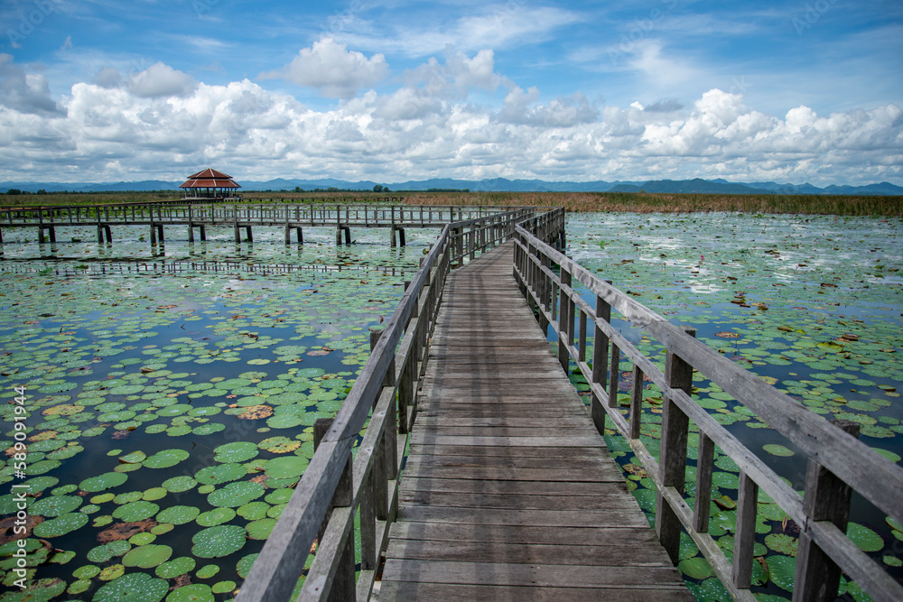 Obraz premium THAILAND PRACHUAP SAM ROI YOT LOTUS LAKE