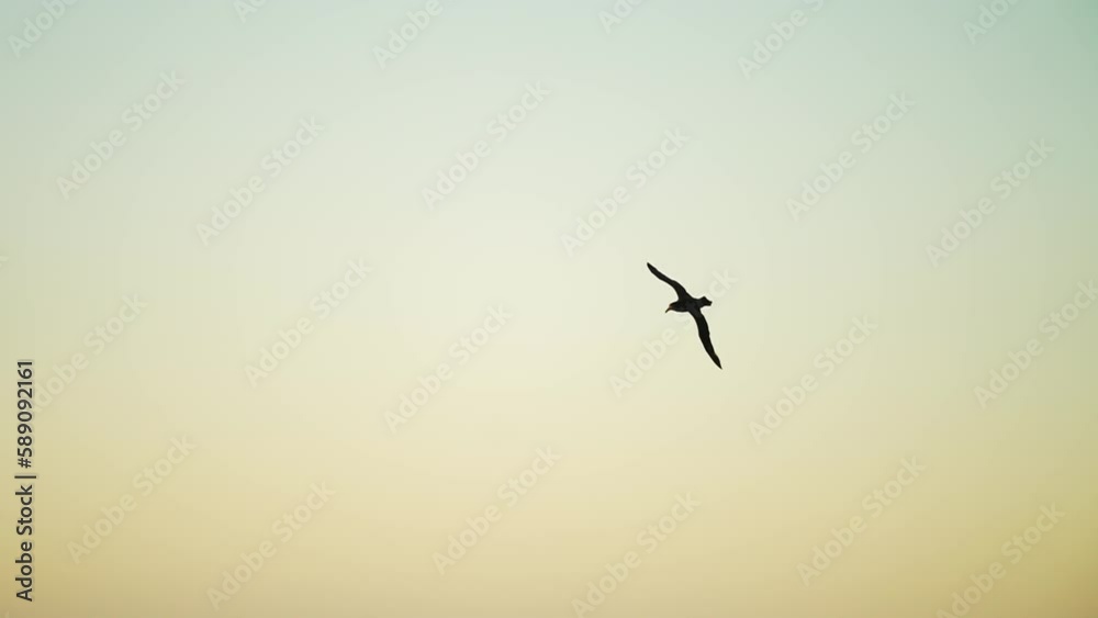 Giant Petrel Flying Over The Antarctic Ocean Waves During Sunset In Antarctica. - tracking Giant Petrel Flying Over The Antarctic Ocean Waves During Sunset In Antarctica. - tracking