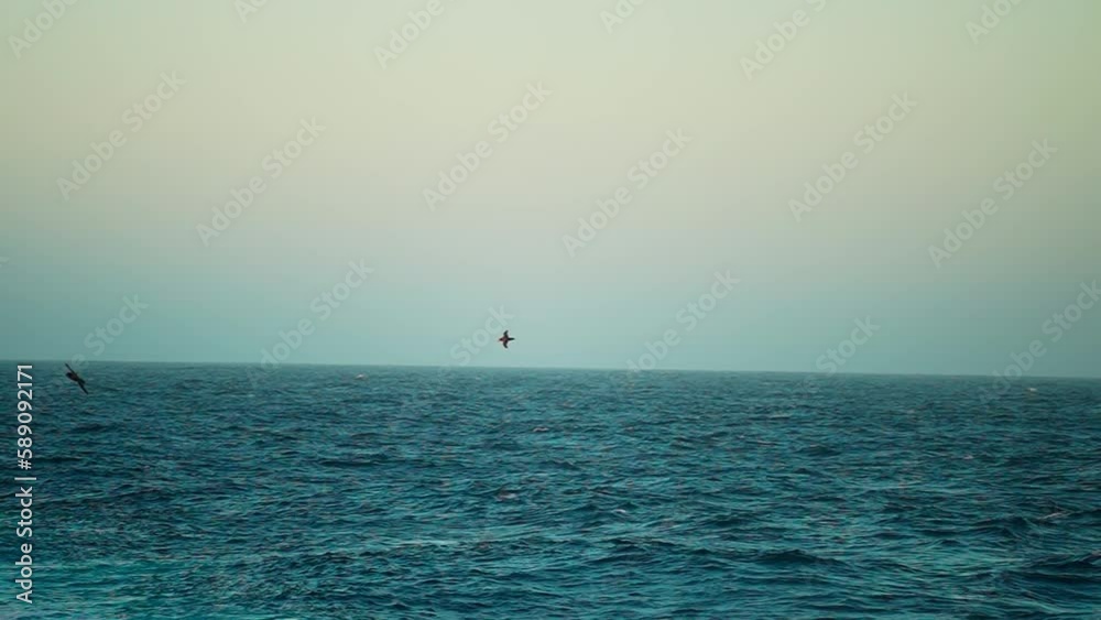 Seabirds Flying Over The Southern Ocean In Antarctica. - wide Seabirds Flying Over The Southern Ocean In Antarctica. - wide