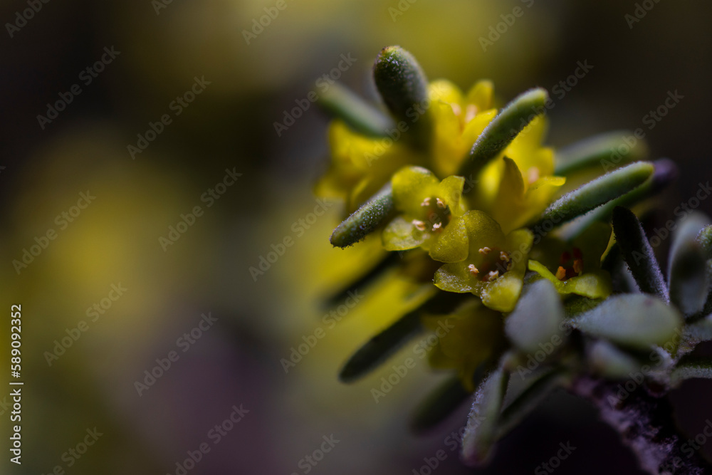 Fototapeta premium imagen detalle macro flor amarilla 