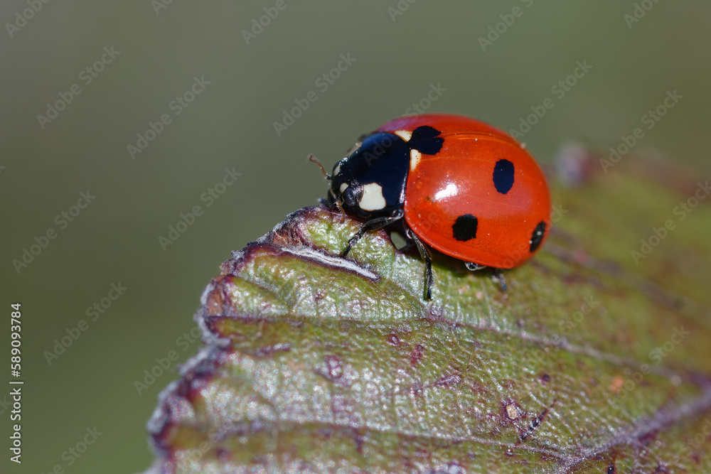 Fototapeta premium Seven-spot ladybird (Coccinella septempunctata) on a leaf