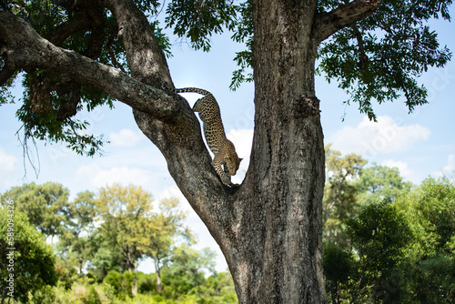 A female leopard, Panthera pardus, decending from a tree. photo