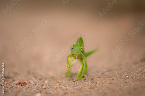 Front view of a chameleon walking, Chamaeleonidae. photo