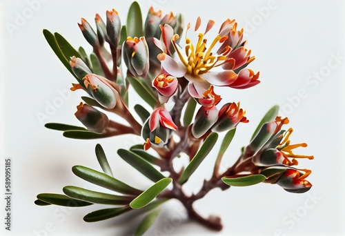 Wax flower isolated on white background. Branch of flower Darwinia uncinata, Chamelaucium uncinatum. Generative AI photo