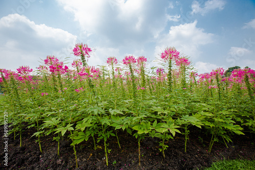 Closeup Spider flowers in garden with bright sky
