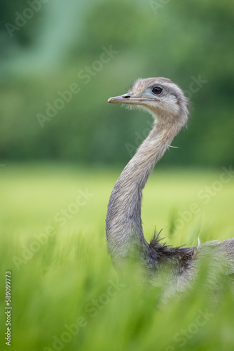 Emu auf einer Wiese