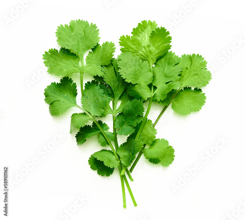coriander or cilantro leaves isolated on white background. bunch of coriander or cilantro leaves isolated on white background. top view coriander or cilantro leaves isolated photo