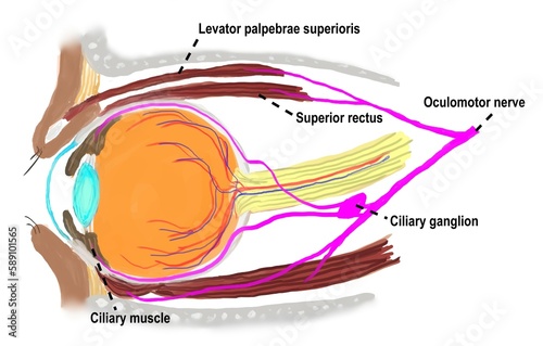 The pathway of third cranial nerve 