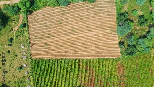frame on green background field