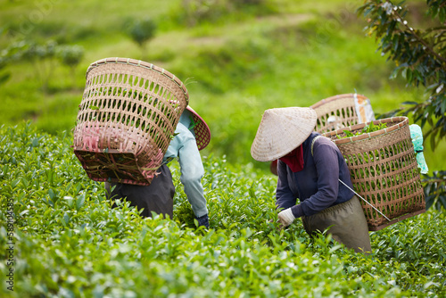 Farmers are harvesting green tea leaves at tea plantation in Bao Loc city, Vietnam. Agricultural industry and nature concept. Green tea leaf contains healthy bioactive compounds photo