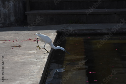 white doves on the beach