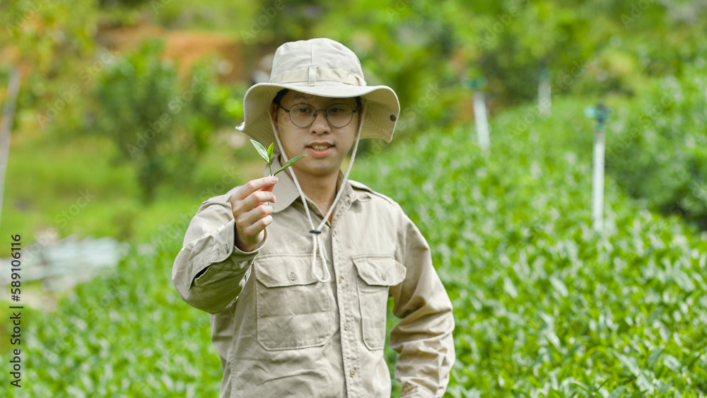 The man wearing a glasses is holding a green tea leaves branch and looking at it. Farming and agriculture cultivation concept. Green tea leaf helps people sleep well