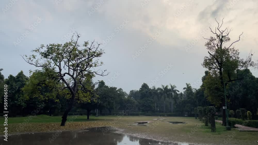 Swamp wet ground in the park with trees under gray cloudy sky Swamp wet ground in the park with trees under gray cloudy sky