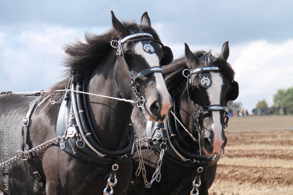 Obraz premium A Pair of Powerful Shire Horses with a Leather Harness.