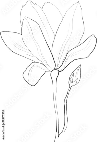 Magnolia linear sketch, minimalistic floral clipart, botanical illustration