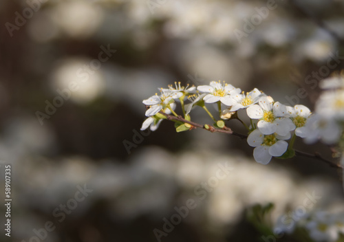 White flowers on the branches of a spring bush close up