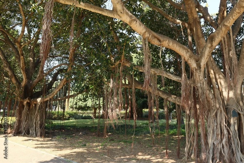 TREES WITH ADDITIONAL ROOTS ON BRANCHES