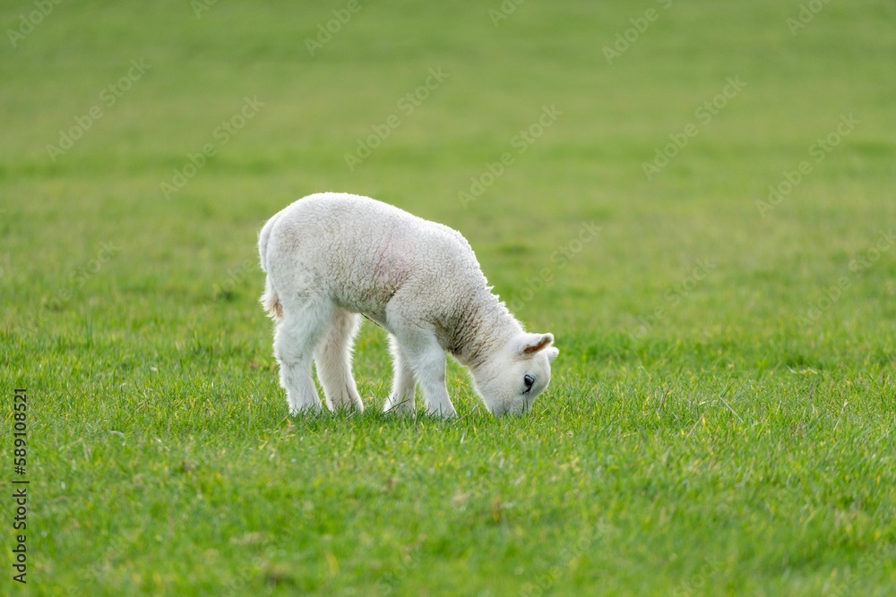Adorable lamb is peacefully grazing in a lush green meadow Adorable lamb is peacefully grazing in a lush green meadow