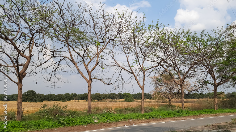 Fototapeta premium Beautiful road trees and cloudy sky background 