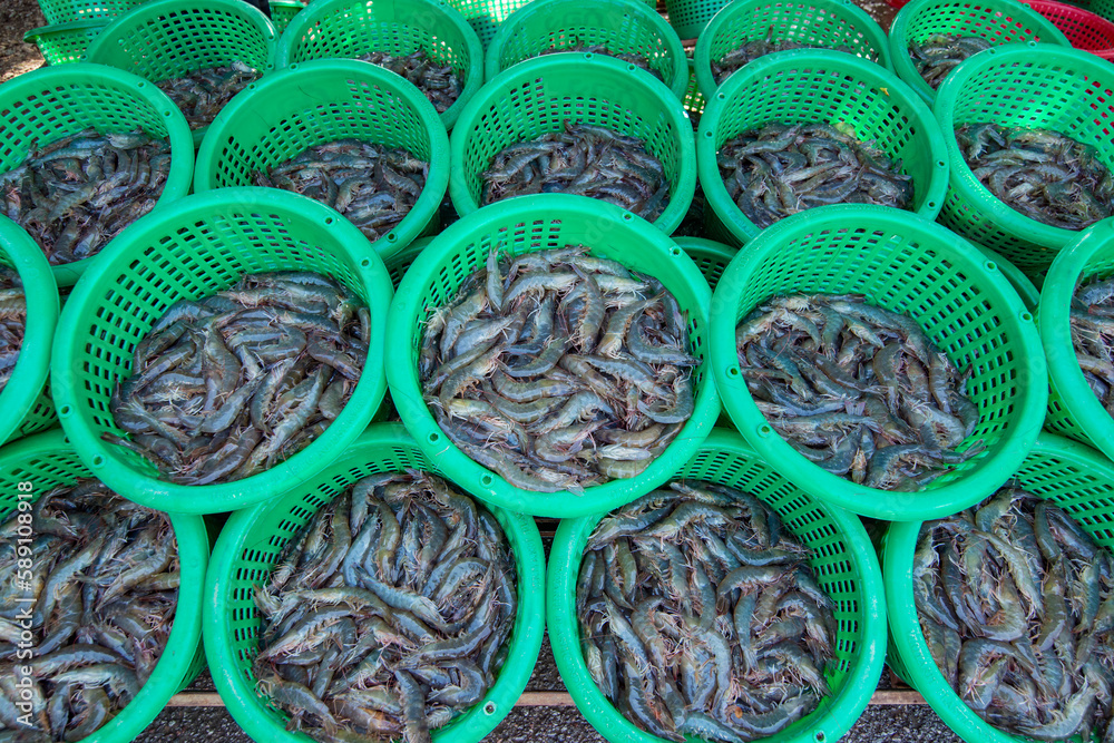 THAILAND PRACHUAP SAM ROI YOT PRAWNS FARM