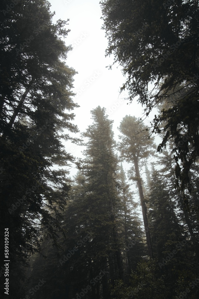Vertical shot of a forest covered in fog in Sandia Mountain New Mexico Vertical shot of a forest covered in fog in Sandia Mountain New Mexico