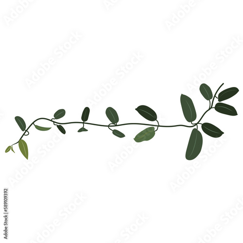 Tropical liana, climbing exotic plant, clip art. Hoya flower