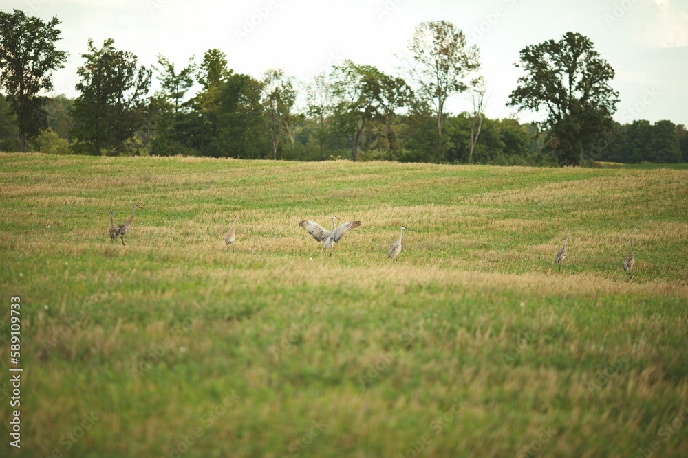 Beautiful view of Wild sandhill cranes in a field in Ontario, Canada Beautiful view of Wild sandhill cranes in a field in Ontario, Canada