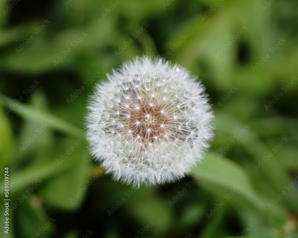 Selective shot of a dandelion (Taraxacum) on a blurry background in Ontario, Canada. Selective shot of a dandelion (Taraxacum) on a blurry background in Ontario, Canada.