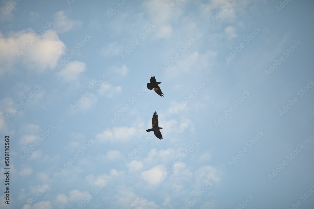Low angle closeup shot of two Crows flying on a sunny day Low angle closeup shot of two Crows flying on a sunny day