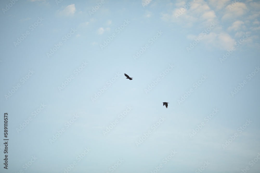 Low angle closeup shot of two Crows flying on a sunny day