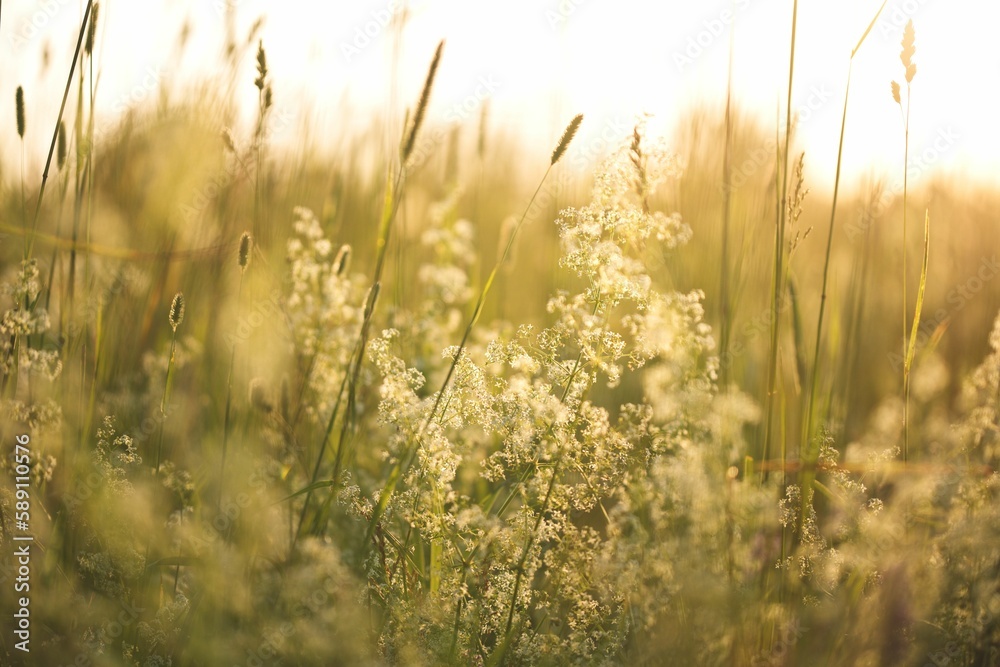 Closeup shot of small white flowers in a wheat field on a sunny day Closeup shot of small white flowers in a wheat field on a sunny day