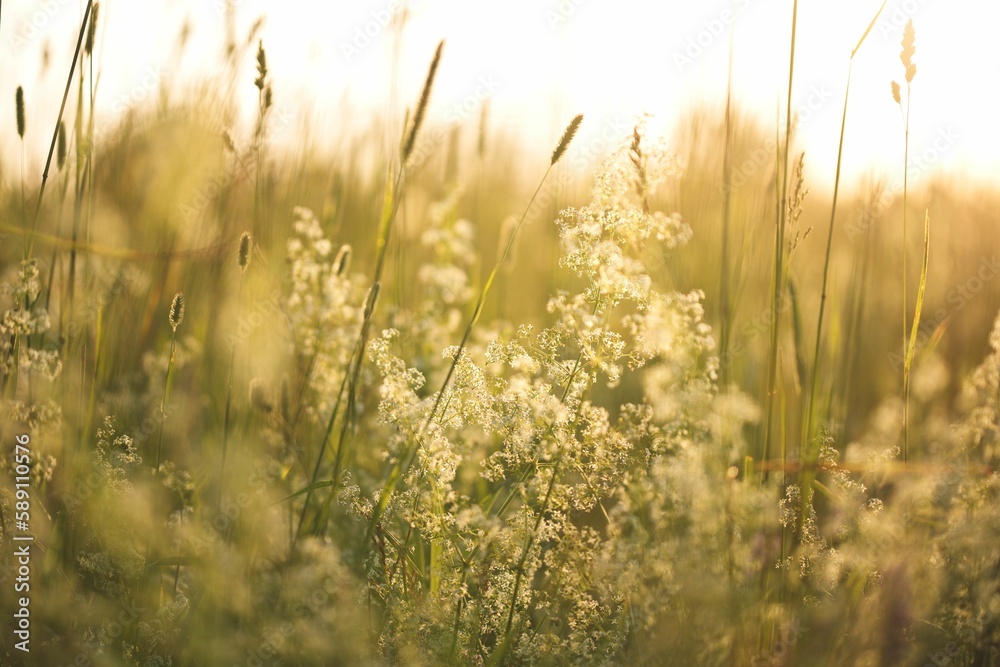 Closeup shot of small white flowers in a wheat field on a sunny day