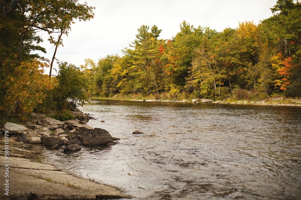 Fototapeta premium Scenic view of a river flowing downstream against an autumnal forest background